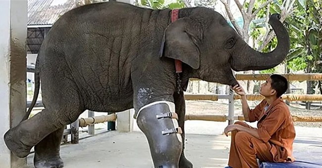 Con voi có thể sống sót dù bị gãy chân, nhưng tại sao con ngựa bị gãy chân lại phải chết?