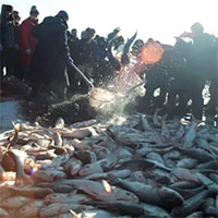 "Quái ngư" sông Dương Tử: Nặng hơn 600kg, có thể dài tới 8m, 4 người vác không nổi