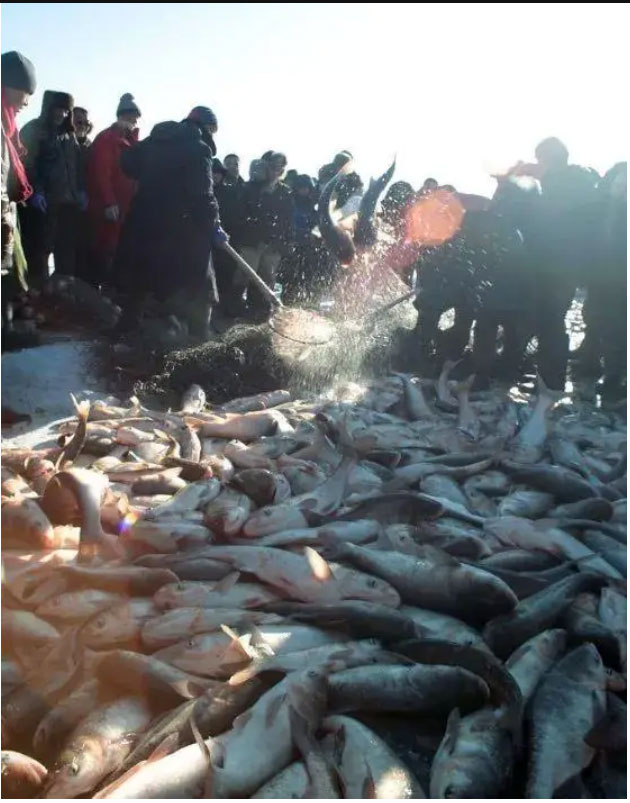 “Cá quái vật” sông Dương Tử: Nặng hơn 600kg, có thể dài tới 8m, 4 người không khiêng nổi