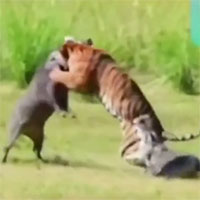 Hổ đang chiến đấu với lợn rừng thì cá sấu bất ngờ xuất hiện, chuyện gì sẽ xảy ra?