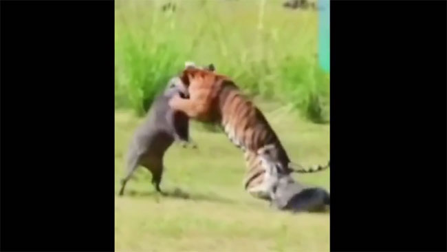 Con hổ đang đánh nhau với lợn rừng thì cá sấu bất ngờ xuất hiện, chuyện gì sẽ xảy ra?