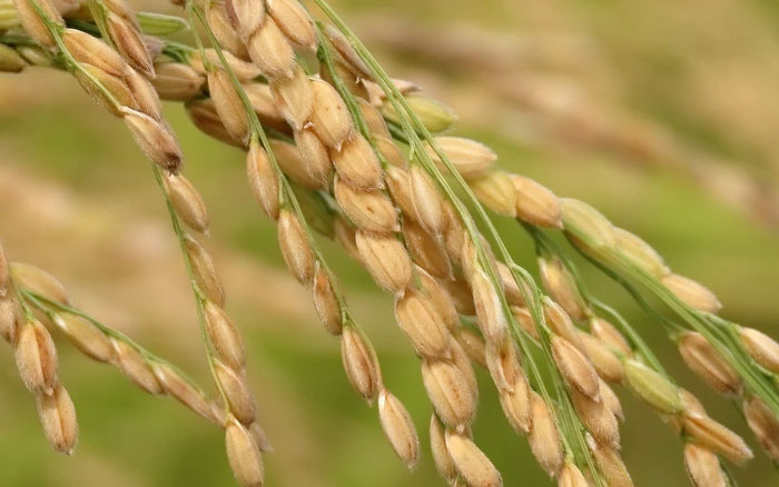 Thay đổi hệ vi sinh vật giúp cây lúa kháng bệnh tốt hơn