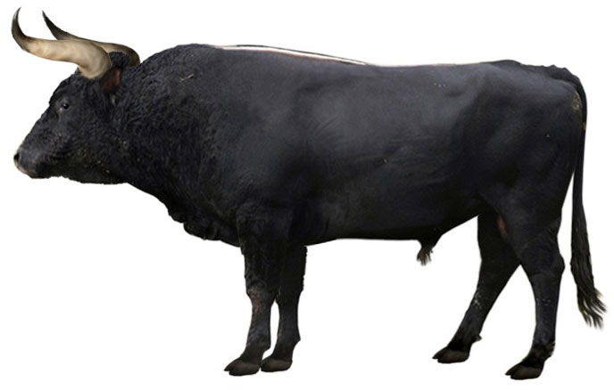 Bò rừng châu Âu là một trong những loài động vật ăn cỏ lớn nhất trong Thế Holocene