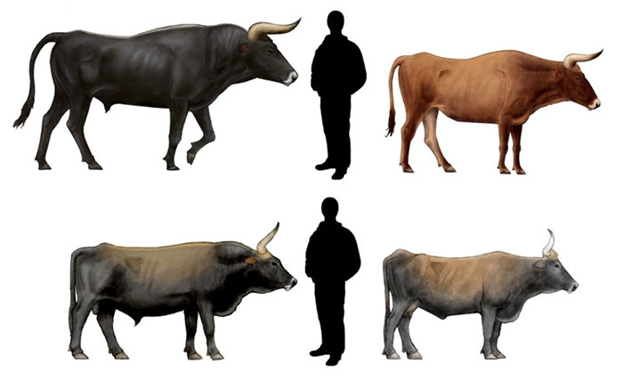 Gene của bò rừng châu Âu vẫn tồn tại trong một số con cháu của nó.