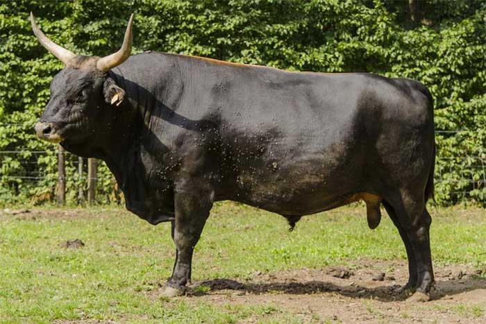 Các nhà khoa học đang cố gắng để đưa bò rừng châu Âu quay trở lại.