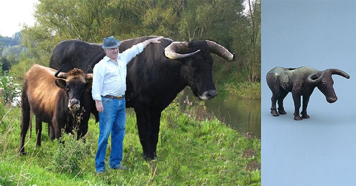  Con bò đực “Lucio” từ dự án Taurus 