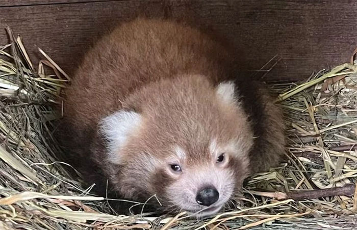 Red panda "super hard to give birth" gives birth in the zoo
