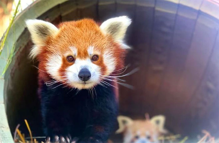 Red panda "super hard to give birth" gives birth in the zoo