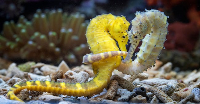 Vì sao cá ngựa được mệnh danh là “sinh vật được tạo hóa sinh ra khi say rượu”?