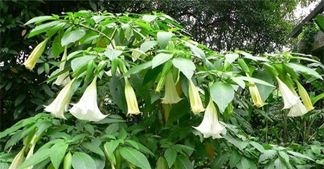 Một trong những loài cây nguy hiểm nhất thế giới lại mọc hoang nhiều ở Việt Nam