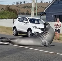 Hải cẩu khổng lồ nặng gần 600kg gây náo loạn thị trấn ở Australia