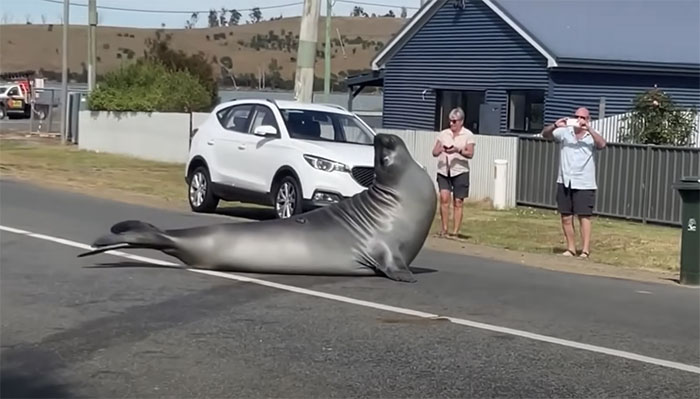 Hải cẩu khổng lồ nặng gần 600kg gây náo loạn thị trấn ở Australia