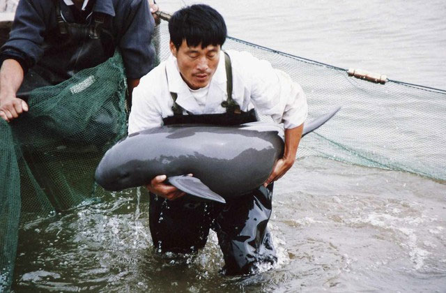 Bí ẩn về cá heo sông Dương Tử: Loài cá heo không vây nước ngọt duy nhất trên thế giới