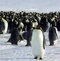 Ảnh vệ tinh tiết lộ đàn chim cánh cụt cực hiếm