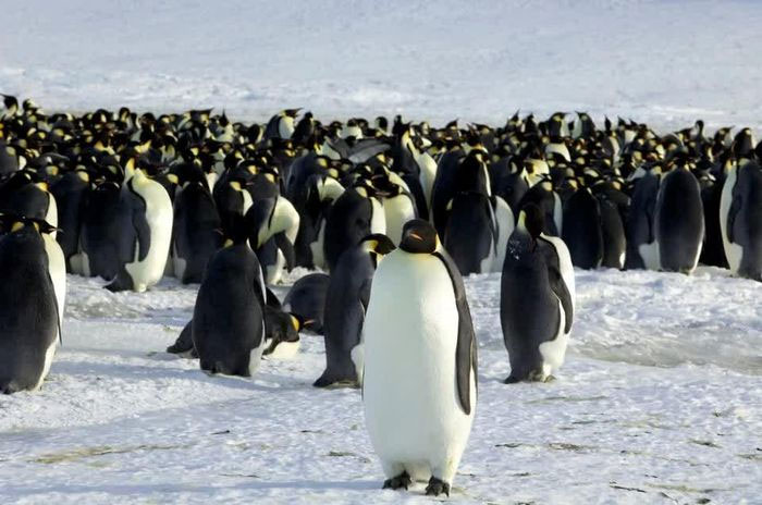 Hình ảnh vệ tinh tiết lộ đàn chim cánh cụt cực hiếm