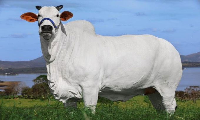 Con bò tên Viatina-19 FIV Mara Imóveis đạt mức đấu giá 4,3 triệu USD năm ngoái.