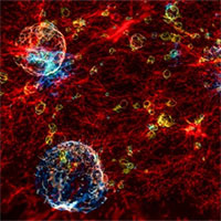 Chúng ta là các tế bào thần kinh của vũ trụ: Một lý thuyết sáng tạo tiết lộ những bí ẩn của vũ trụ và bộ não