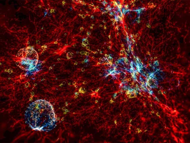 Chúng ta là tế bào thần kinh của vũ trụ: Một lý thuyết sáng tạo tiết lộ những bí ẩn của vũ trụ và bộ não