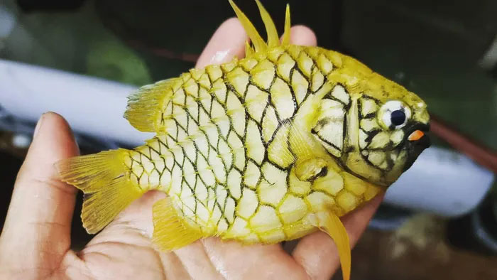 Các loài cá ở biển Việt Nam có “áo giáp” khiến kẻ săn mồi cảnh giác