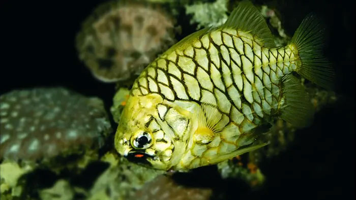 Các loài cá ở biển Việt Nam có “áo giáp” khiến kẻ săn mồi cảnh giác