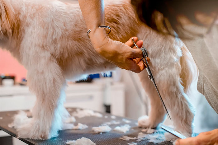 Loại vải đắt nhất thế giới được làm từ lông chó