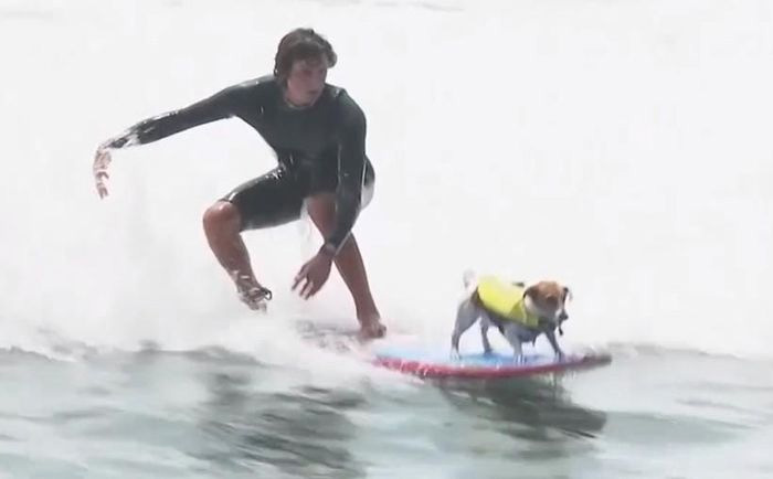Video: Chú chó cưỡi sóng điêu luyện ngoài khơi Peru
