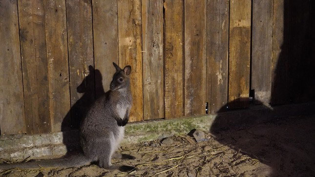 Thông tin mới nhất về 2 con kangaroo ở Lào Cai