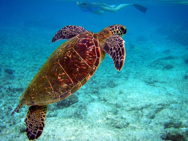 Thói quen 3.000 năm tuổi của rùa Địa Trung Hải chứng minh câu nói “thức ăn ngon để lâu”