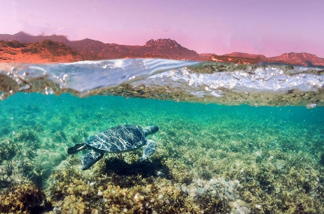 Thói quen 3.000 năm tuổi của rùa Địa Trung Hải chứng minh câu nói “thức ăn ngon để lâu”