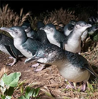 Quạ ăn thịt chim cánh cụt trên hòn đảo Australia