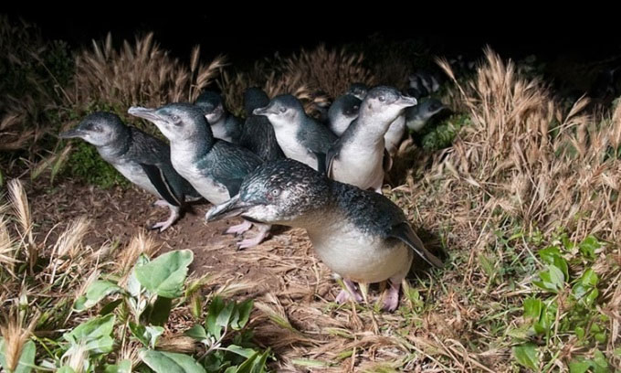 Quạ ăn thịt chim cánh cụt trên đảo Australia