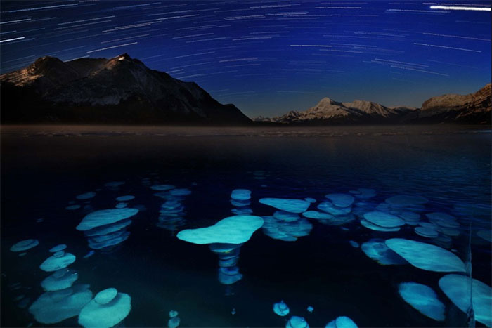 Khi gặp nhiệt độ lạnh hơn trên mặt hồ, bong bóng đóng băng thành những cột phát sáng