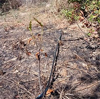 Hé lộ nguyên nhân hiện tượng "tự cháy" bất thường ở Đắk Lắk