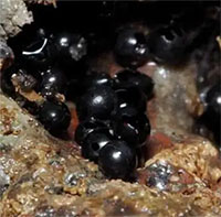 Xuất hiện trứng sinh vật lạ ở độ sâu 6.200m dưới Thái Bình Dương