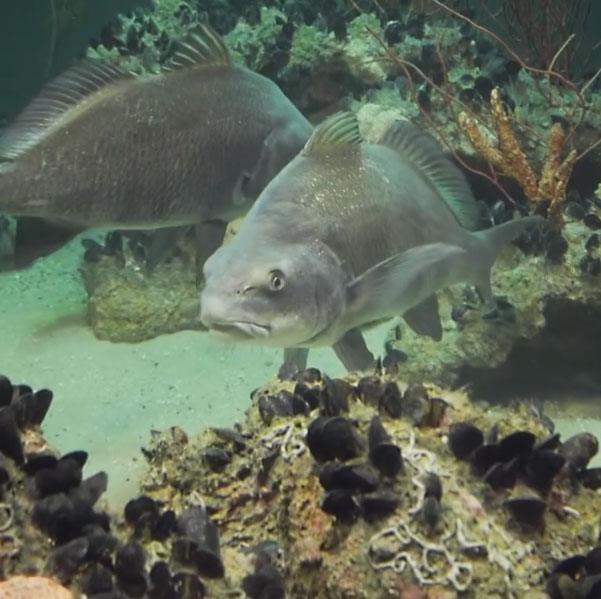 Tiếng động bí ẩn trong mùa cá trống đen sinh sản
