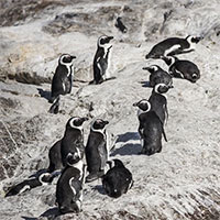 Phát hiện virus cúm gia cầm H5N1 trên xác chim cánh cụt ở Nam Cực