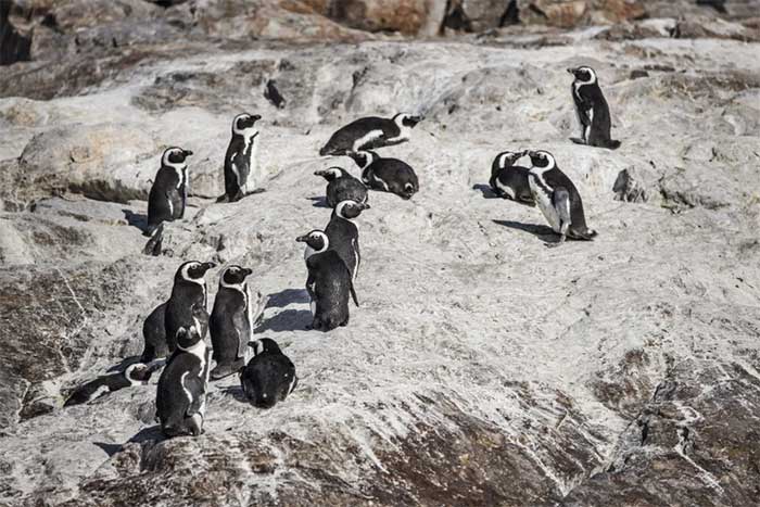 Detection of H5N1 avian influenza virus on penguin carcasses in Antarctica