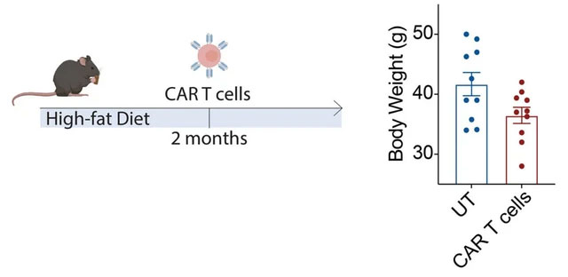  Tế bào CAR T giúp chuột già trẻ lại, chuột non lâu già hơn. 