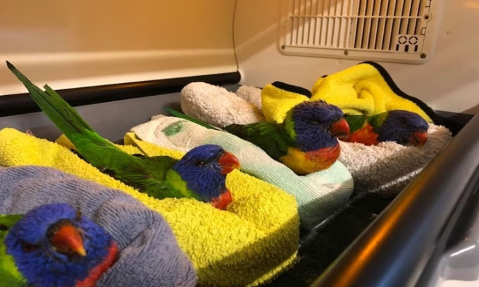 Hàng trăm con vẹt bị liệt rơi xuống Australia
