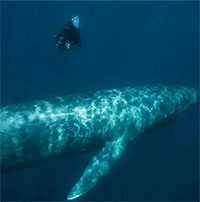 Giao phối khác loài khiến cá voi xanh xuất hiện DNA "ma"