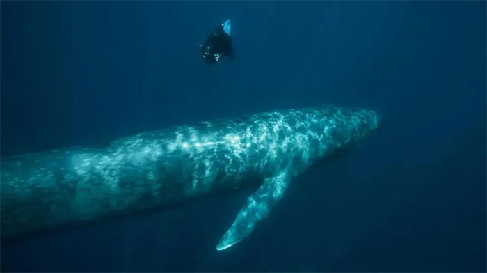 Việc giao phối giữa các loài khiến cá voi xanh phát triển DNA "ma".