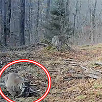 Đặt camera trong rừng, thợ săn giật mình khi bắt gặp sinh vật tuyệt chủng hơn 100 năm
