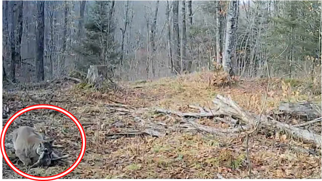 Đặt máy ảnh trong rừng, thợ săn giật mình khi gặp sinh vật đã tuyệt chủng hơn 100 năm