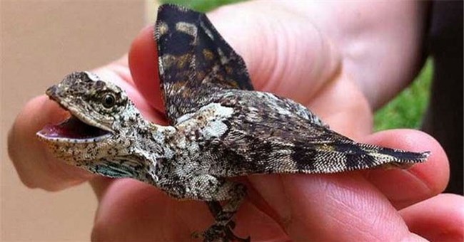 Điều gì xảy ra nếu con người chung sống với rồng: 2 giả thuyết có thể diễn ra nếu con người làm được việc này!