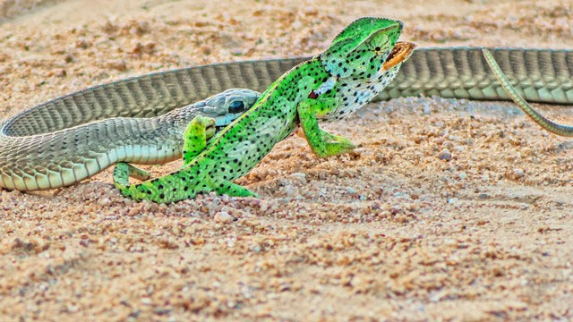 Một trong những loài rắn độc nhất châu Phi "tự mình" hạ gục đối thủ giữa đường