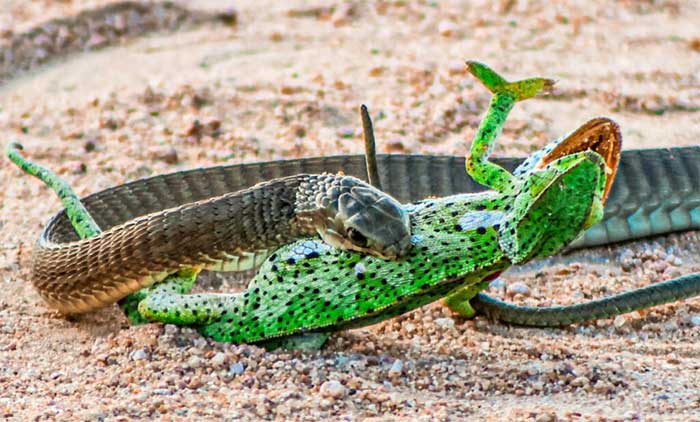 Một trong những loài rắn độc nhất châu Phi "tự mình" hạ gục đối thủ giữa đường
