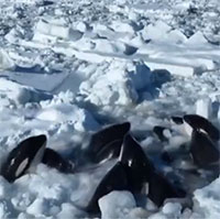 Đàn cá voi sát thủ mắc kẹt giữa băng biển ngoài khơi đảo Hokkaido
