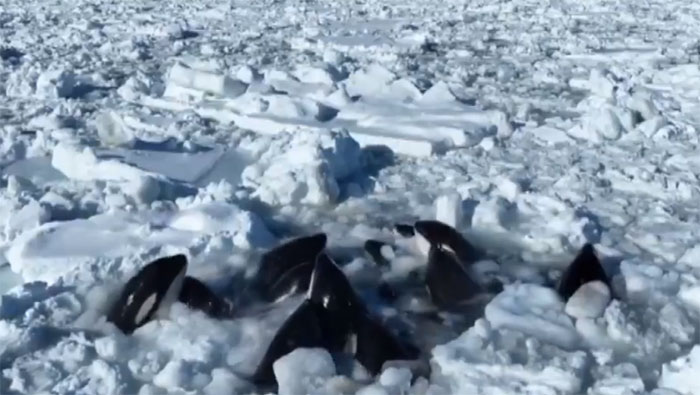Một nhóm cá voi sát thủ bị mắc kẹt trong băng biển ngoài khơi đảo Hokkaido