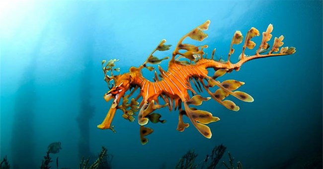 Năm Giáp Thìn và những "con rồng" ngoài đời thực ngày nay