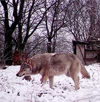 Chó sói đột biến gene ở Chernobyl có khả năng chống ung thư
